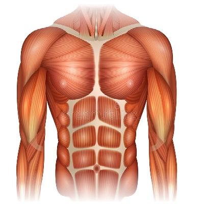 Human Muscular Torso