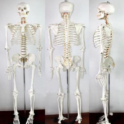 Human Skeleton