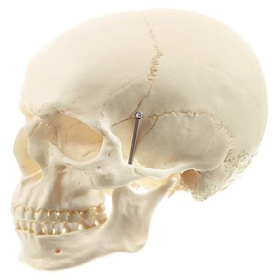 Human Skull Model
