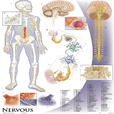 human physiology charts