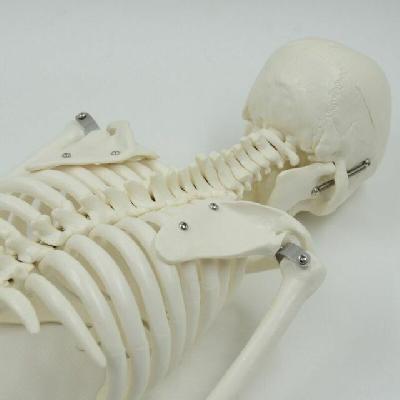 Laboratory Model. Human Skeleton