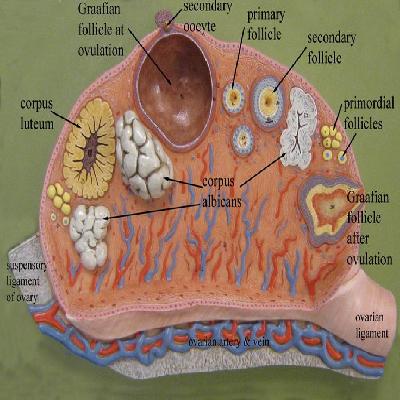 Ovary Model.