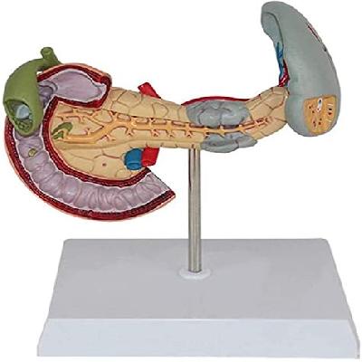 Pancreas model. medical model
