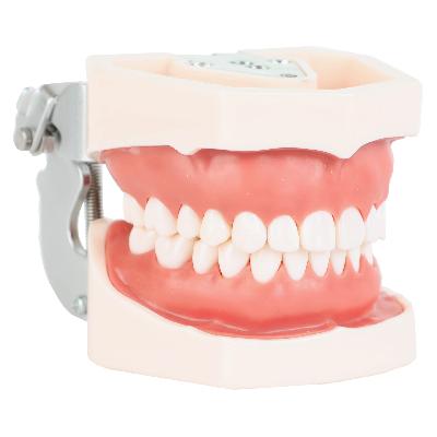 Smothering Forensic Dental Models