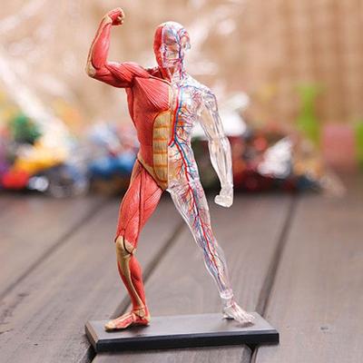 Systic Fiberosis Human Anatomical Models