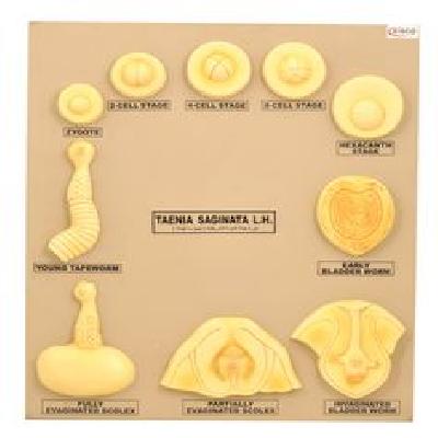 Taenia Saginata Biology Lab Models