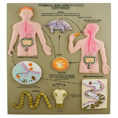 Taenia Solium Biology Lab Models