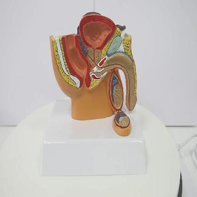 Virus model.pelvis model