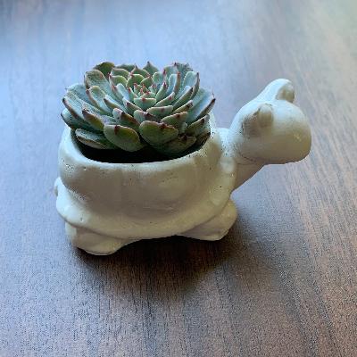 Tortoise Planter
