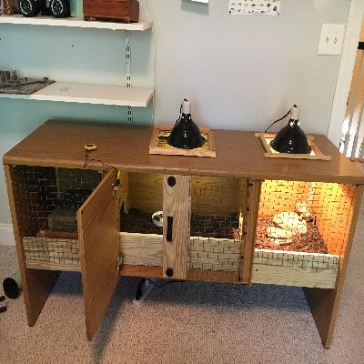 Three Tortoise Table Top