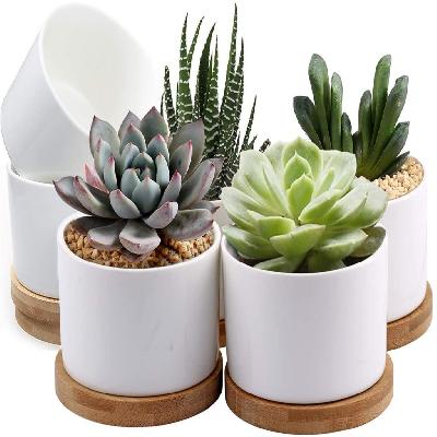 Indoor Plant Ceramic Pot Gift