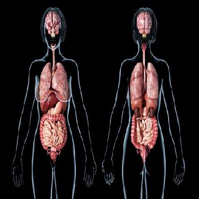 Advanced Female Internal and External Organs