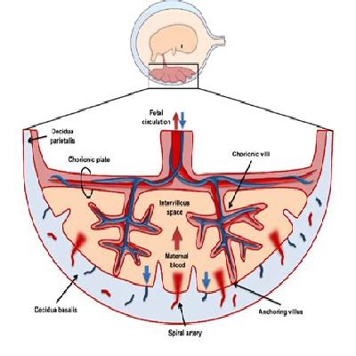 Advanced Infant CPR Training Manikin