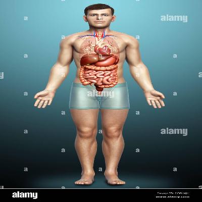 Advanced Male Internal 