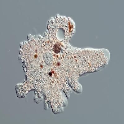 Amoeba Proteus