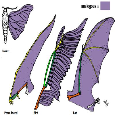 Analogous Organs