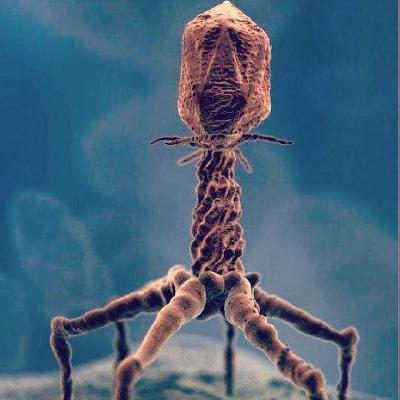 Bacteriophage