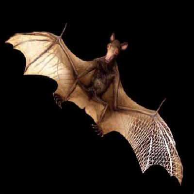 Bat Models