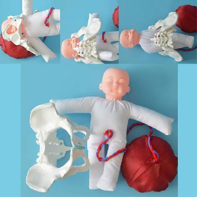 Birth Demonstration Model