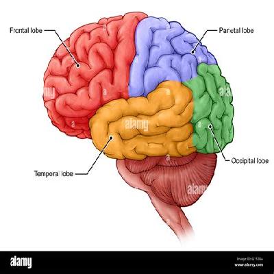 Brain Large Dissectable in 4 Parts