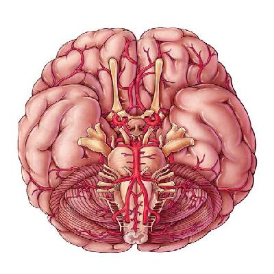 Brain With Arteries