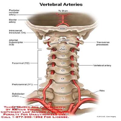 Cervical Vertebral Column With Neck Artery