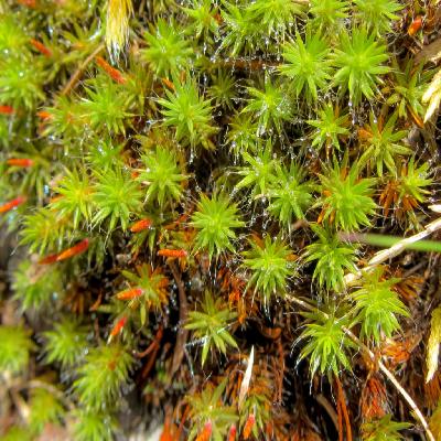 Collection of Bryophyta
