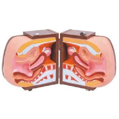 Contraception Guidance Model