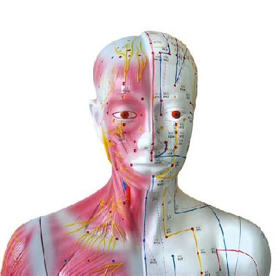 Deluxe Acupuncture Model
