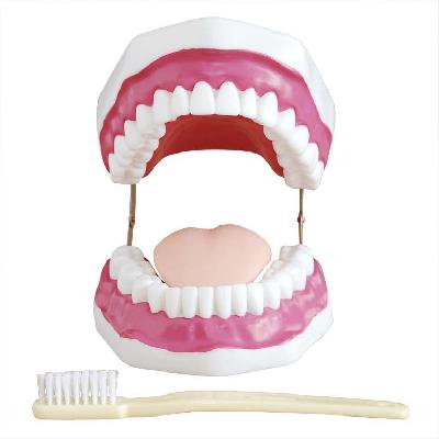 Dental Care Model