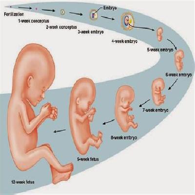 Development Process For Fetus