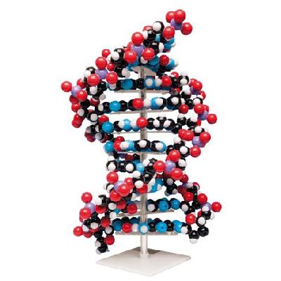 DNA Model
