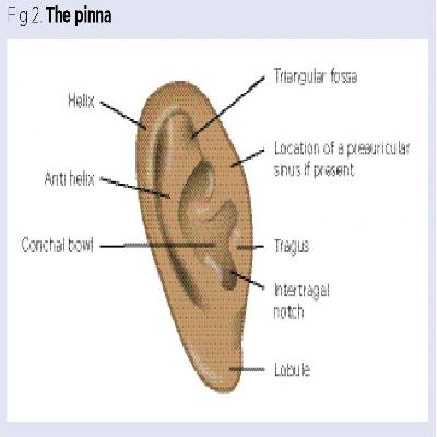 Ear Dissectable