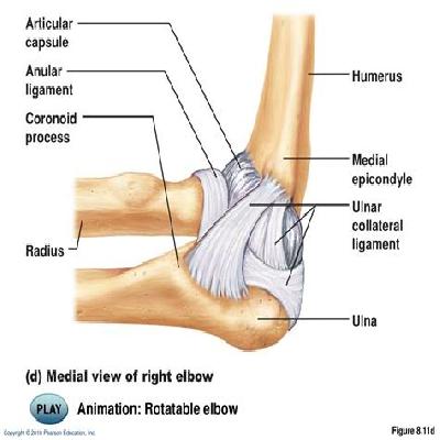 Elbow Joint