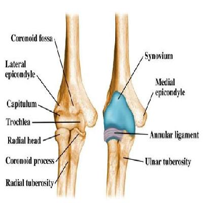 Elbow Joint Imported
