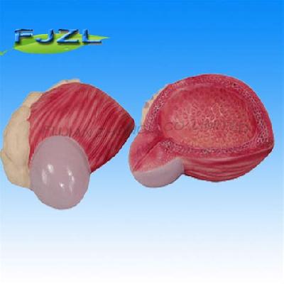 Expansion Model Of Urinary Bladder