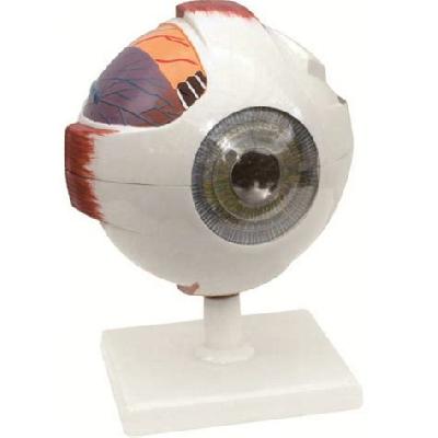 Eye Dissectable On Stand