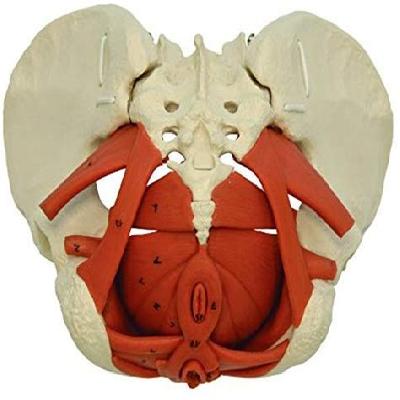 Female Pelvic Muscles 