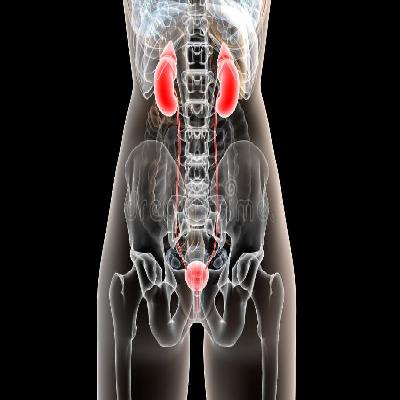 Female Urogenital System