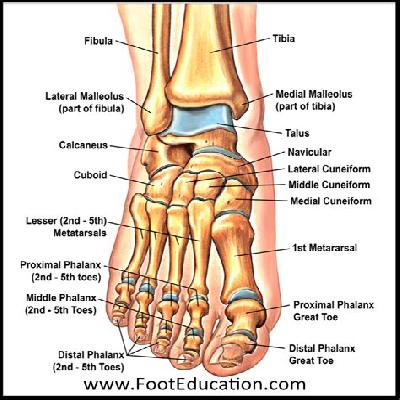 Foot Joint