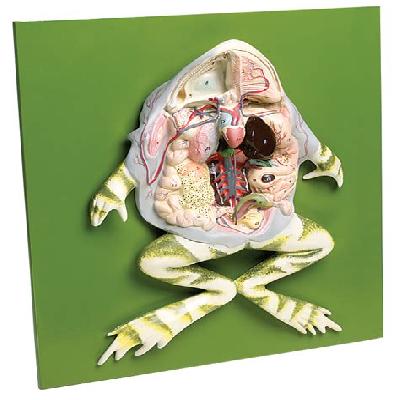 Frog Dissection Model