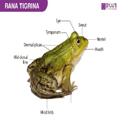 Frog Model : External Features