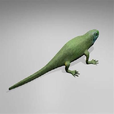 Garden Lizard Model