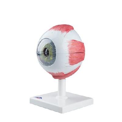 Giant Eye Model