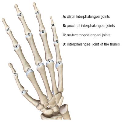 Hand Joint Imported