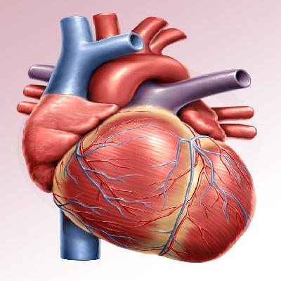 Heart Dissectable