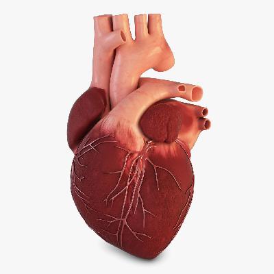 Heart Model