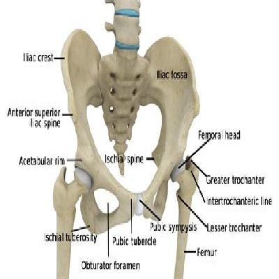 Hip Joint