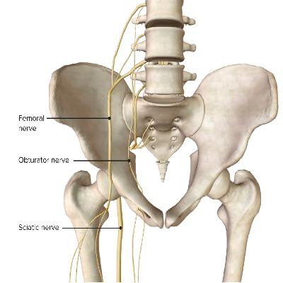 Hip Joint Imported