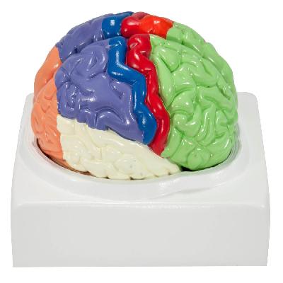 Human Brain Dissectable In 2 Parts
